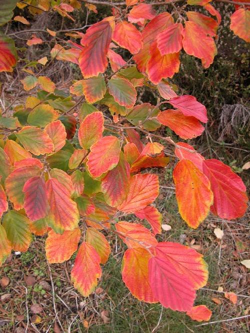 Vårtrollhassel (Hamamelis vernalis 'Sandra')